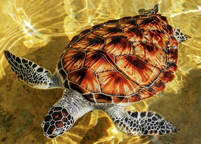 My Sea Turtle Photo in Top 10% of Viewbug Images of 2016 David Hood Photography